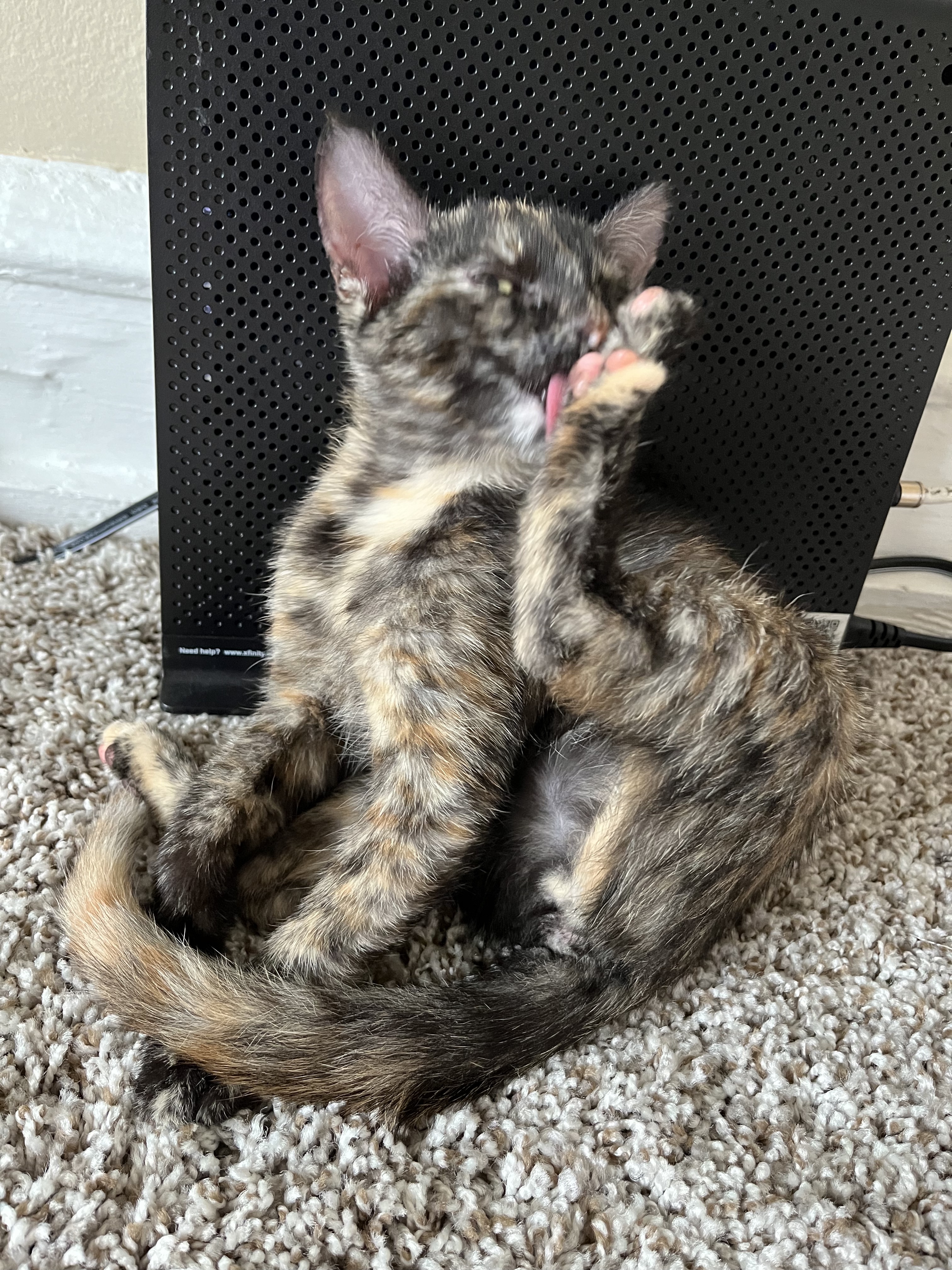 A tortie cat licking her paw